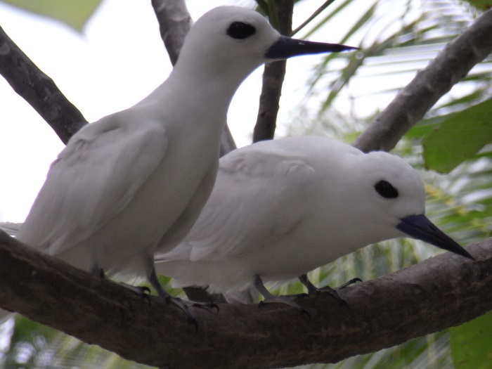 3 Cocos Guam