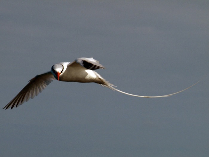 4 Bird Island