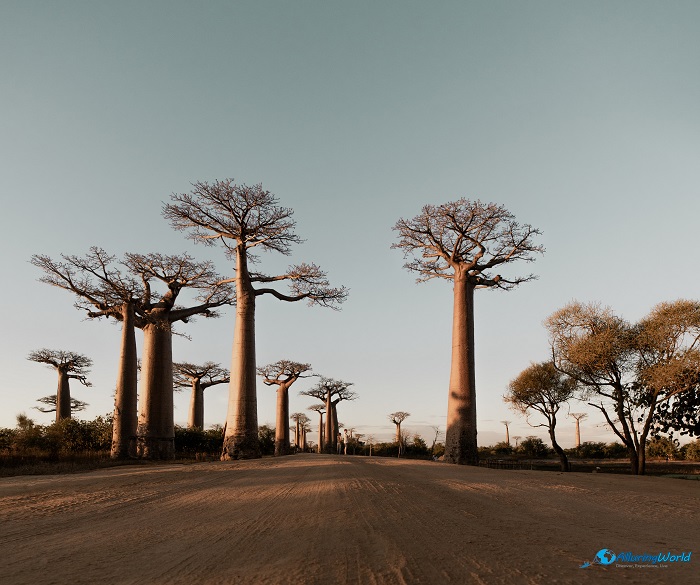 11 Baobabs