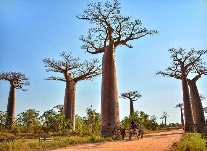 2 Baobabs