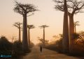 4 Baobabs