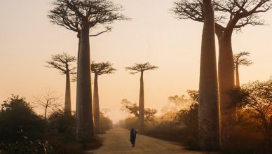 4 Baobabs