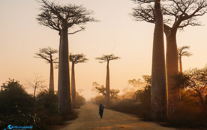 4 Baobabs