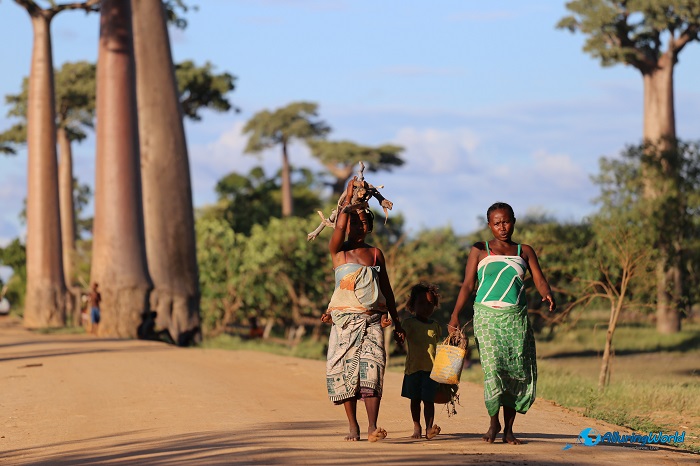 5 Baobabs