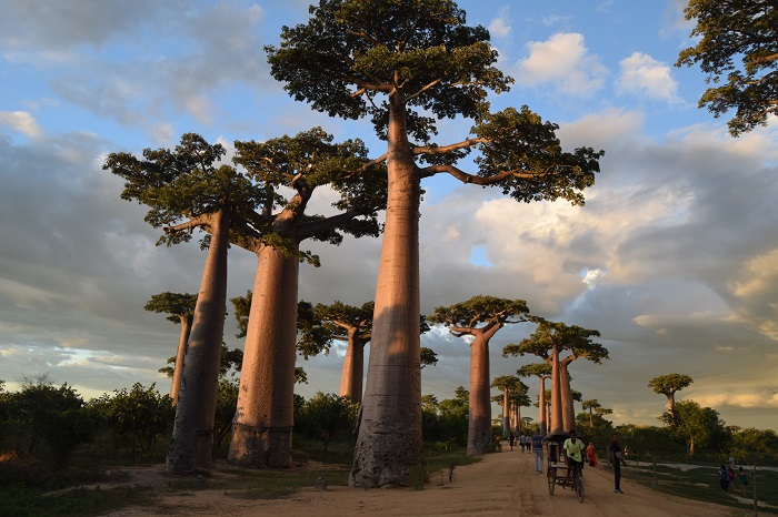7 Baobabs