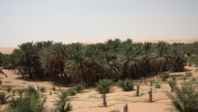7 Liwa