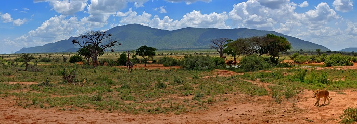 13 Tsavo East