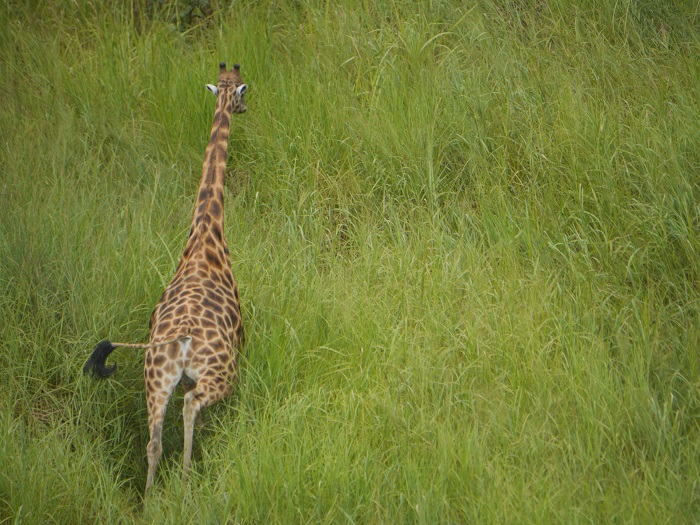 1 Garamba