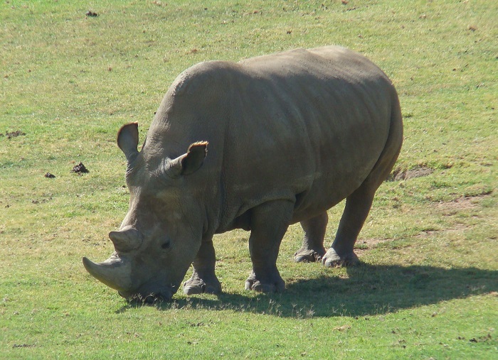 4 Garamba