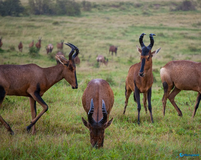 7 Garamba