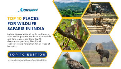 Top 10 Places for India Safaris - Top 10 Edition