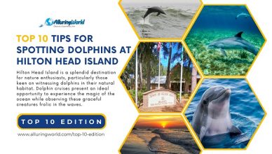 Hilton Head Island Dolphin Tours - Top 10 Edition