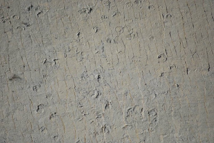 Source: wikipedia.org by Diego Tirira 4 Cal Orcko