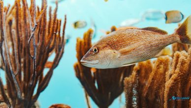 1 Bermuda Aquarium, Museum and Zoo