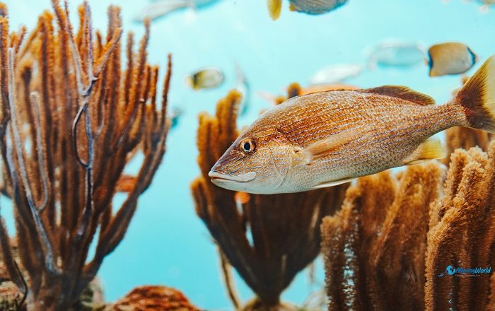 1 Bermuda Aquarium, Museum and Zoo