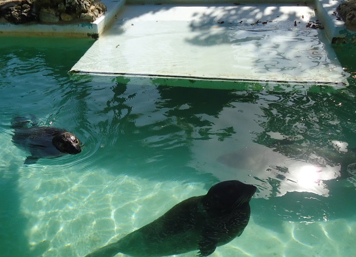 Source: wikipedia.org by Tomwsulcer 11 Bermuda Aquarium, Museum and Zoo