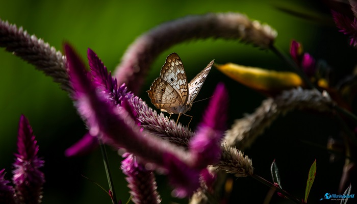 3 Cahuita National Park