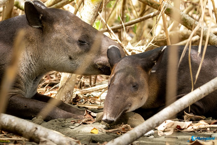 3 Central Suriname Nature Reserve in Suriname, South America