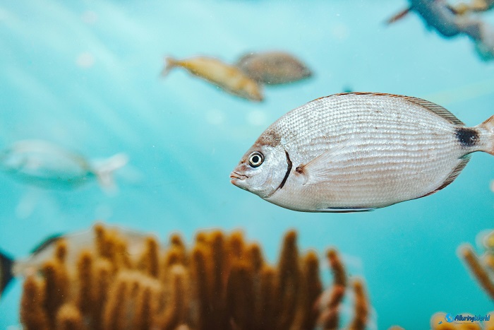 4 Bermuda Aquarium, Museum and Zoo