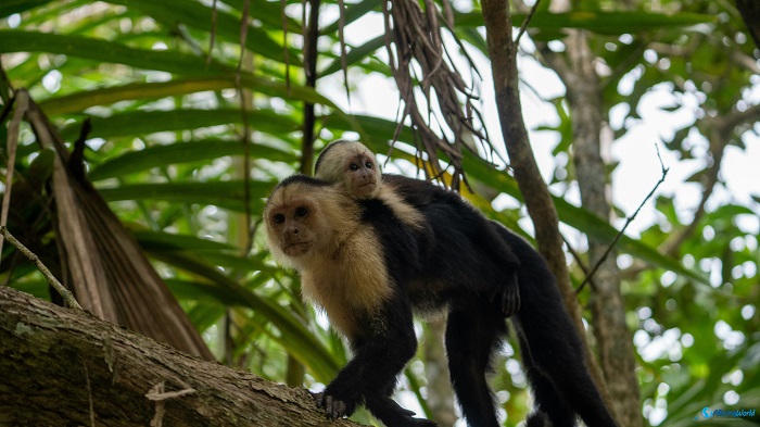 6 Cahuita National Park