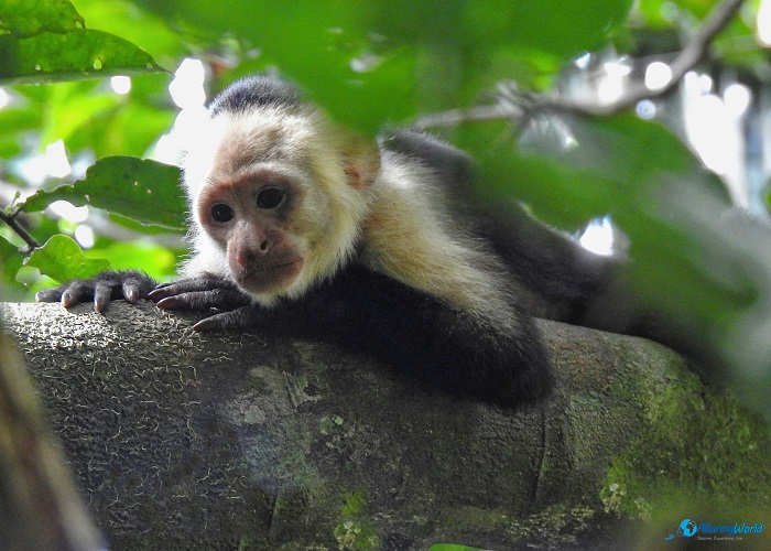 6 Central Suriname Nature Reserve in Suriname, South America