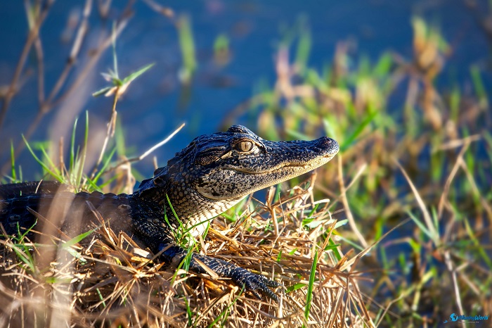 7 Central Suriname Nature Reserve in Suriname, South America