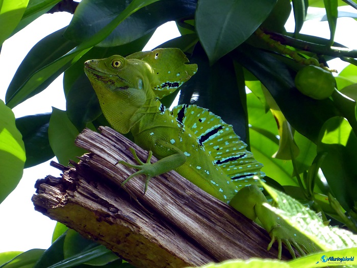 8 Cahuita National Park