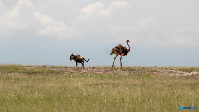11 Amboseli