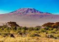 4 Amboseli
