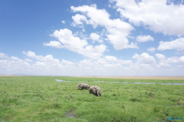 9 Amboseli