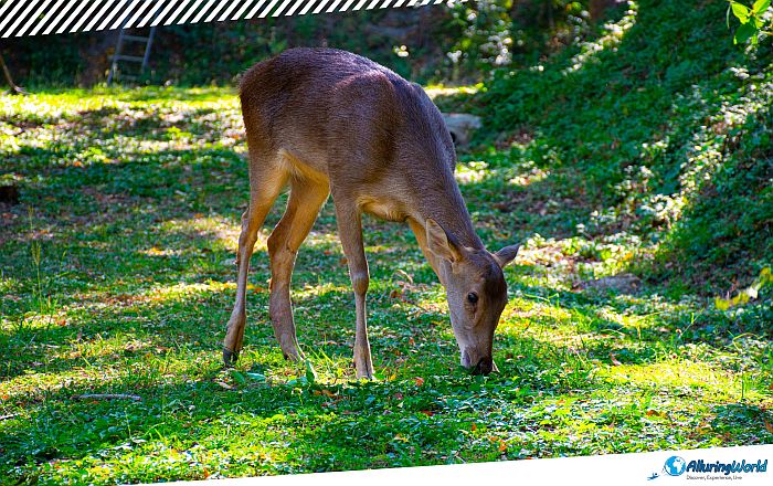 1 Port Moresby Nature Park in Papua New Guinea