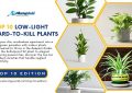10 Hard-to-Kill Plants Perfect for Low-Light Apartments - Top 10 Edition