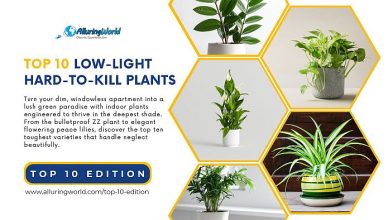 10 Hard-to-Kill Plants Perfect for Low-Light Apartments - Top 10 Edition