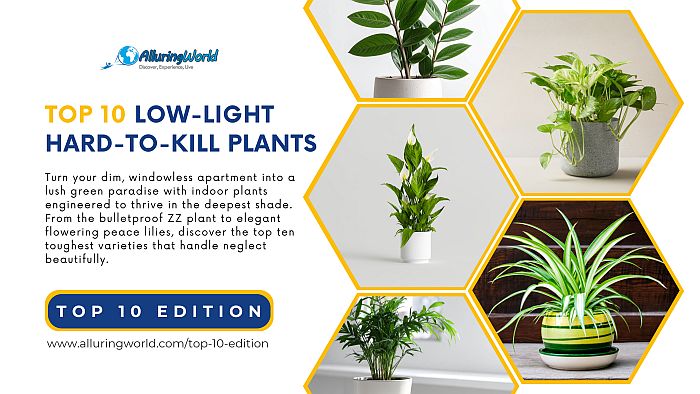 10 Hard-to-Kill Plants Perfect for Low-Light Apartments - Top 10 Edition