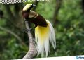3 Port Moresby Nature Park in Papua New Guinea