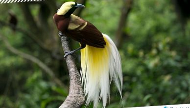 3 Port Moresby Nature Park in Papua New Guinea
