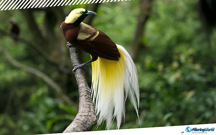 3 Port Moresby Nature Park in Papua New Guinea