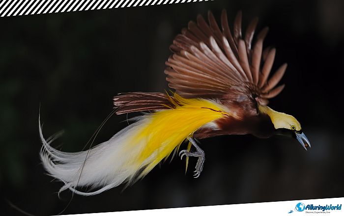 4 Port Moresby Nature Park in Papua New Guinea