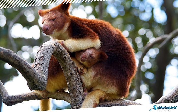 5 Port Moresby Nature Park in Papua New Guinea