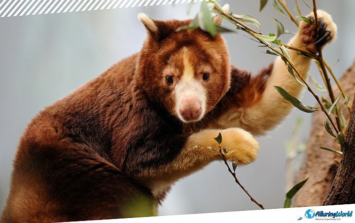 6 Port Moresby Nature Park in Papua New Guinea