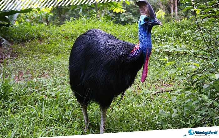 8 Port Moresby Nature Park in Papua New Guinea