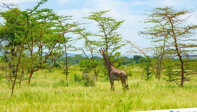 1 Boma National Park, South Sudan