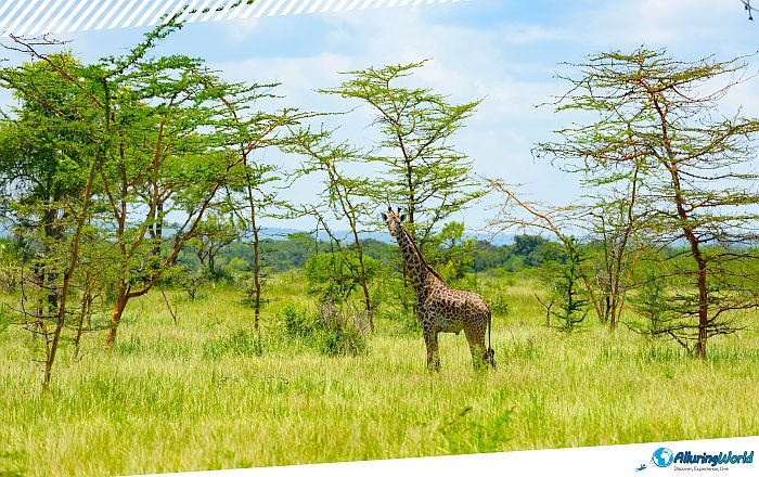1 Boma National Park, South Sudan