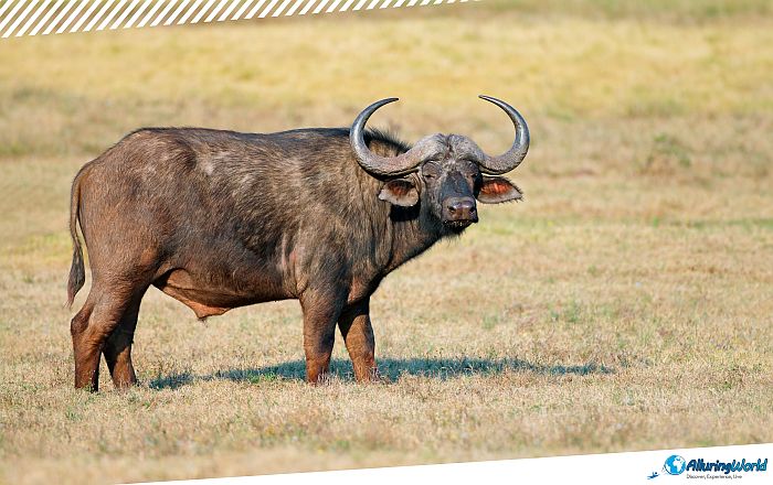 15 Boma National Park, South Sudan