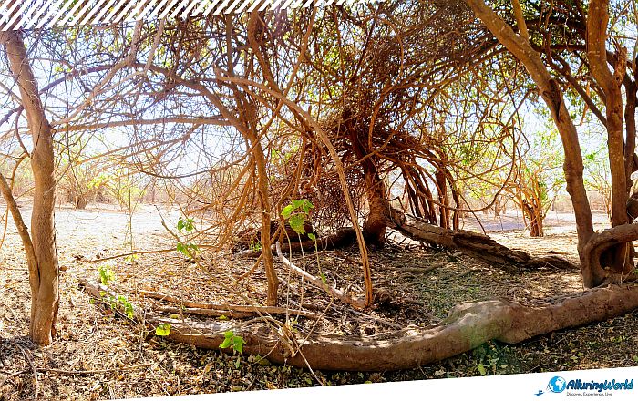 8 Boma National Park, South Sudan