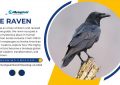 The Symbolism Behind the Raven in Mythology and Folklore - Meaning Unveiled