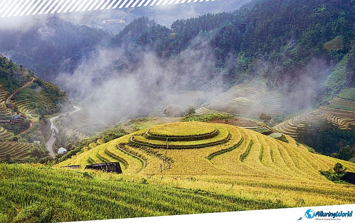 1 Mù Cang Chải Rice Terraces