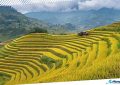 11 Mù Cang Chải Rice Terraces