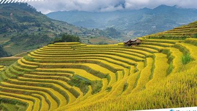 11 Mù Cang Chải Rice Terraces