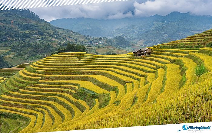 11 Mù Cang Chải Rice Terraces